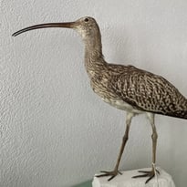 Visite commentée au Muséum Requien : Le Patrimoine naturel, entre pertes et solutions