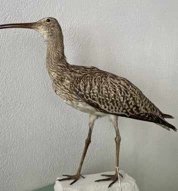 Visite commentée au Muséum Requien : Le Patrimoine naturel, entre pertes et solutions