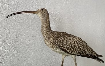 Visite commentée au Muséum Requien : Le Patrimoine naturel, entre pertes et solutions