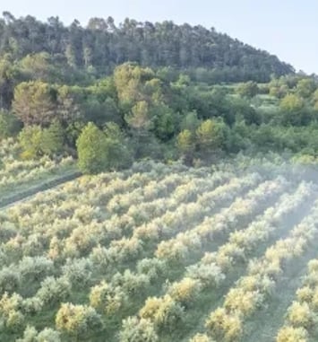 Visite et découverte de l'oléiculture au Moulin Bastide du Laval