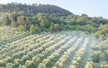 Visite et découverte de l'oléiculture au Moulin Bastide du Laval