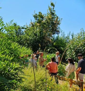 Visite guidée du jardin des plantes tinctoriales de Lauris