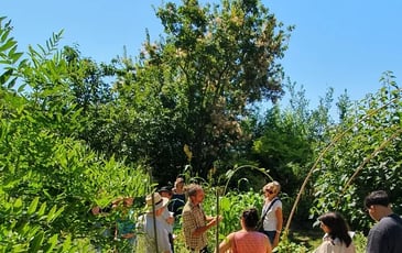 Visite guidée du jardin des plantes tinctoriales de Lauris