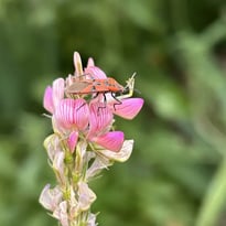 La vie au jardin par Ligue pour la Protection des Oiseaux