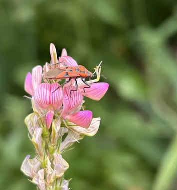 La vie au jardin par Ligue pour la Protection des Oiseaux