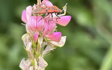 La vie au jardin par Ligue pour la Protection des Oiseaux